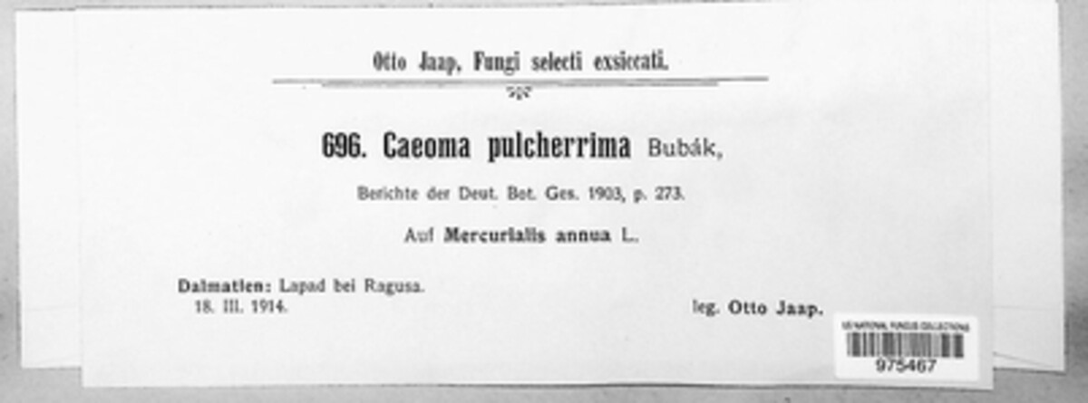 Melampsora pulcherrima image